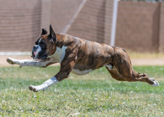 boxer dog breed running 