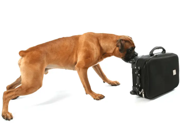 Why Do Dogs Have Jowls? 5 boxer dog sniffing scents in luggage for drugs
