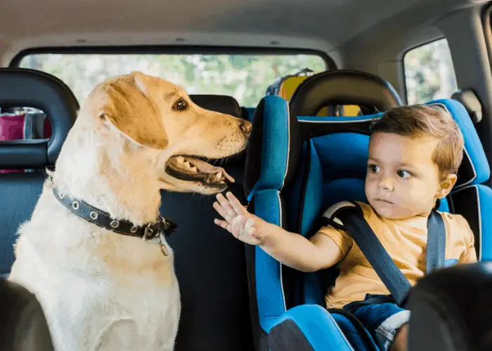 7 Famous Canadian Dog Breeds List | Dog Breeds FAQ 9 boy in safety seat touching a labrador dog in a car