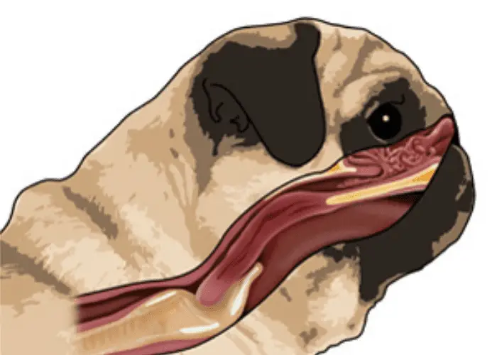 Can A Pug Be An Outside Dog? ( What Are The Risks ) 3 brachycephaly syndrome in Pugs