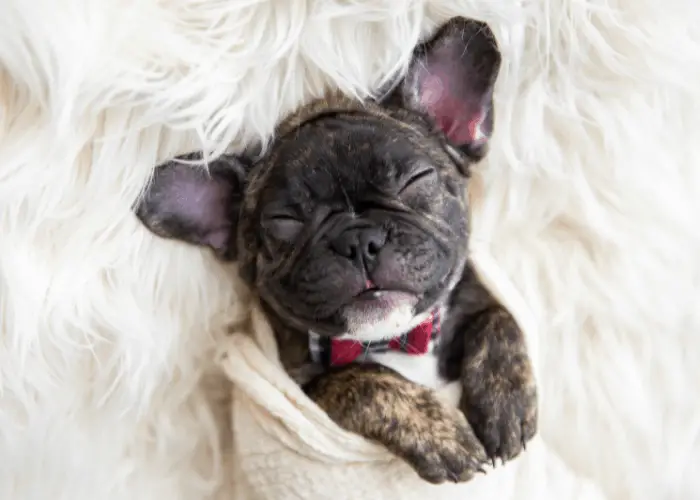 The Brindle French Bulldog: A Complete Guide 5 brindle french bulldog puppy in a blanket