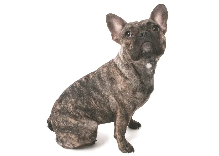 The Brindle French Bulldog: A Complete Guide 8 brindle french bulldog side view and looking up