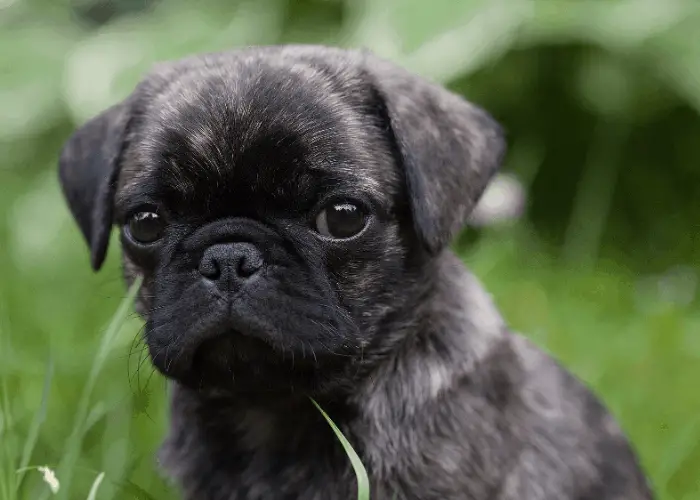 brindle pug puppy on grassy background