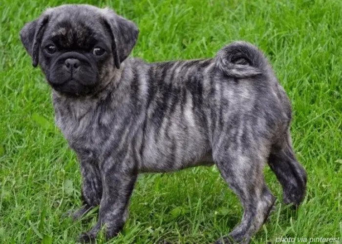 brindle pug standing on the lawn