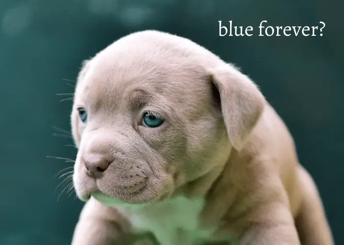 brown pit bull puppy with blue eyes