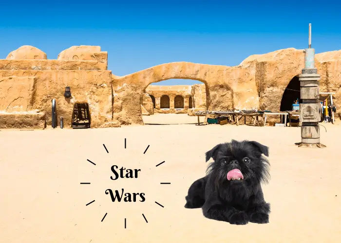 7 Adorable Dogs that Look Like Ewoks 9 brussells griffon in stars wars film location