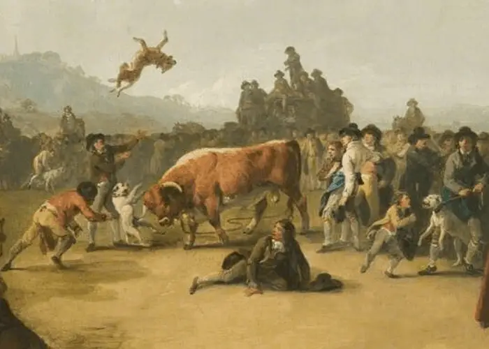 bull baiting in the past