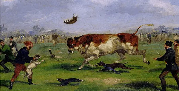 bull-baiting