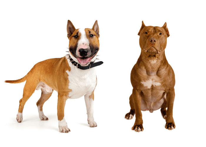 bull terrier and pitbull terrier photo