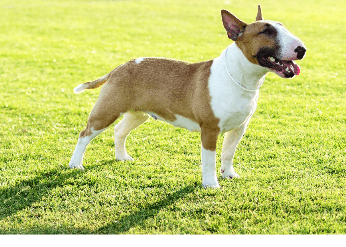 bull terrier standing on the lawn