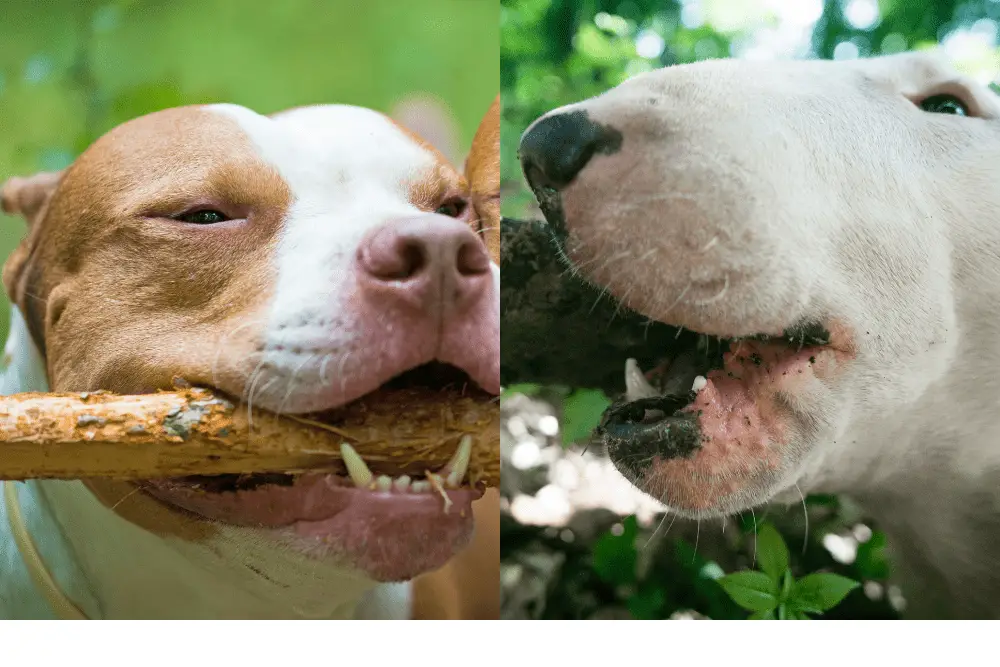 bull terrier vs pitbull bite force image