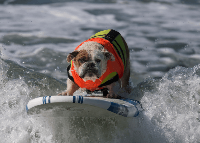  bulldog enjoying swimming and surfing on the beach