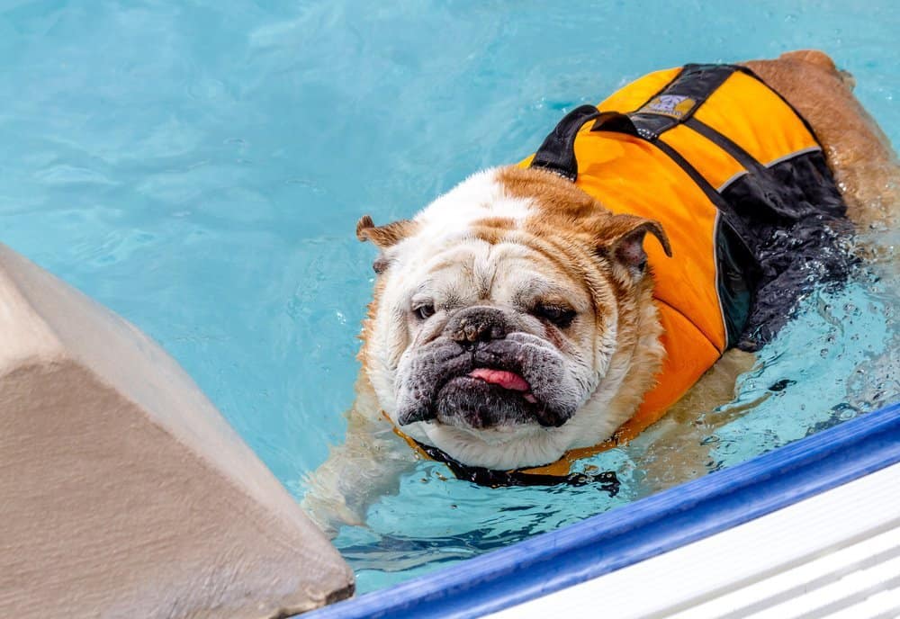 Close up of English Bulldog in water at local swimming pool wearing canine life jacket