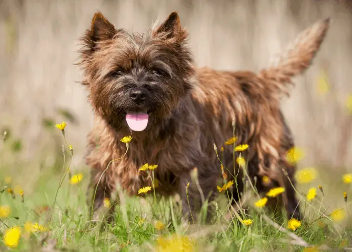 Smartest Small Dog Breeds