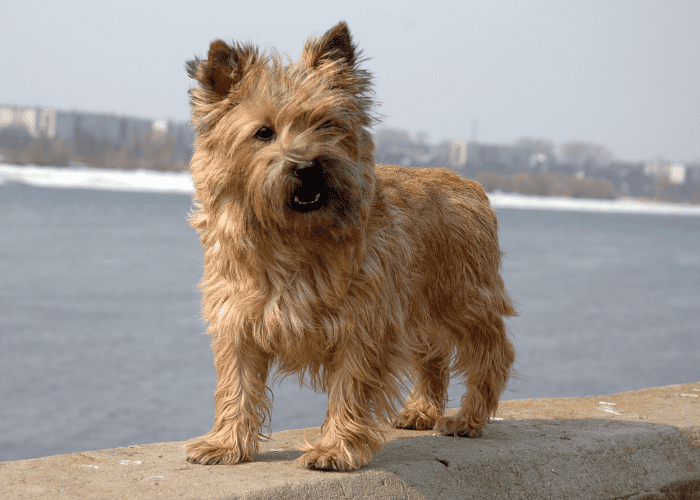 cairn terrier at the beachfront