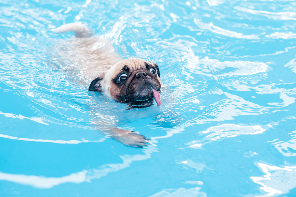 can pugs swim image