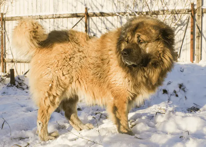 caucasian shepherd dog in the snow