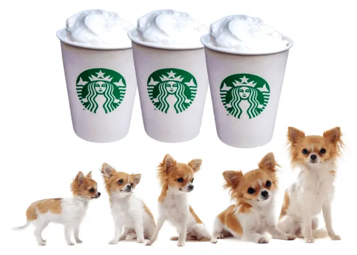 Starbucks Puppuccino: What Is It? (Secret Revealed) 6 chihuahua growth and 3 cups of puppuccino
