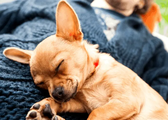 chihuahua sleeping on top of its owner.