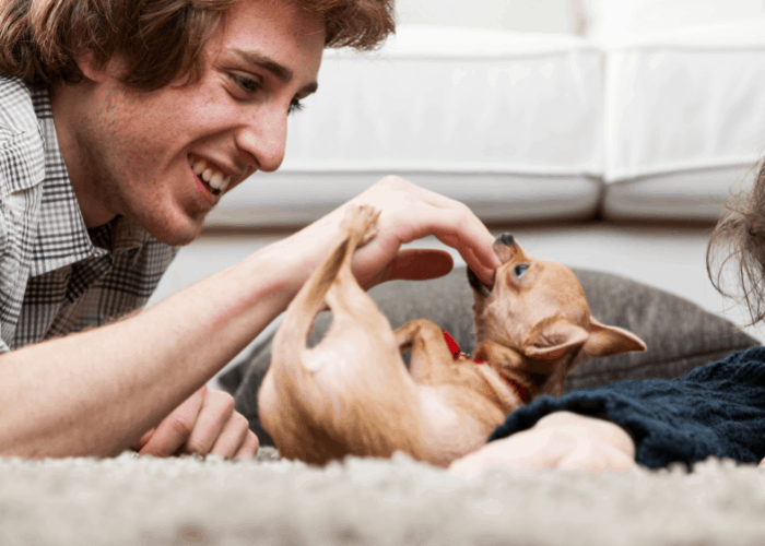 chihuhua biting its owner's finger