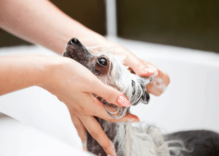 chinese crested dog taking a bath in a bath tub