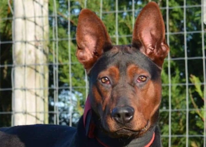 The Protective Chinese Red Dog Breed ( Laizhou Hong ) 12 chinese red dog close up photo