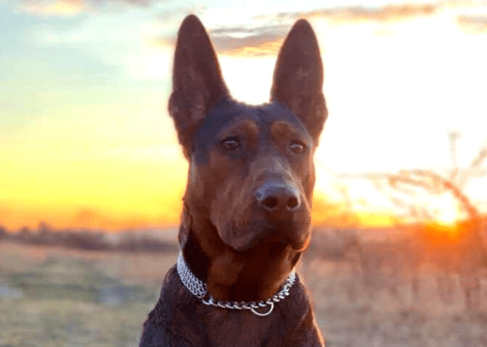The Protective Chinese Red Dog Breed ( Laizhou Hong ) 14 chinese red dog image against a sunset background