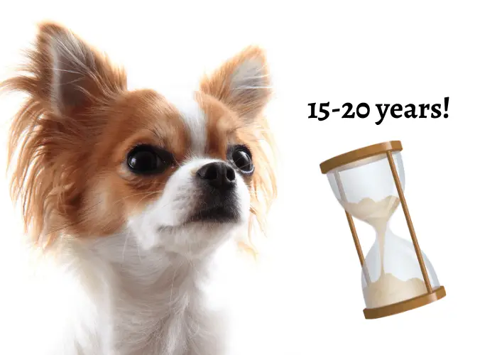 Chiwawa ( Chihuahua Dog Breed Complete Information ) 7 chiwawa lifespan