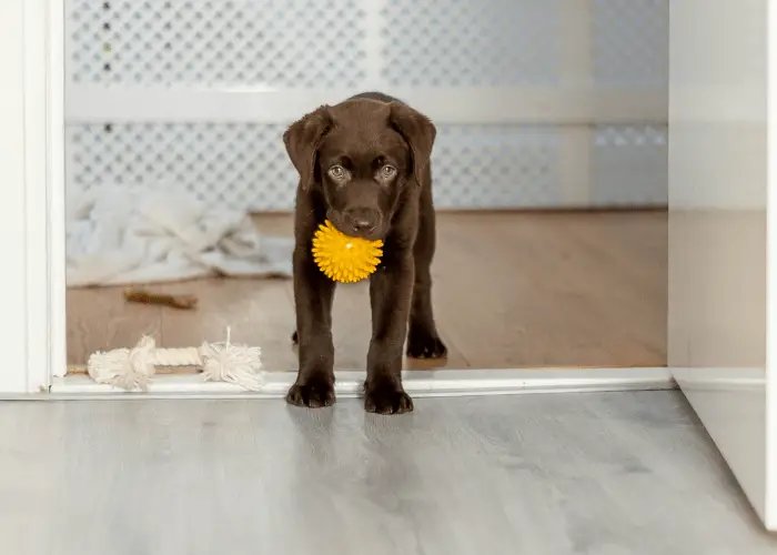 can labradors be apartment dogs