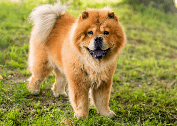 chow chow dog standing on the lawn at the park