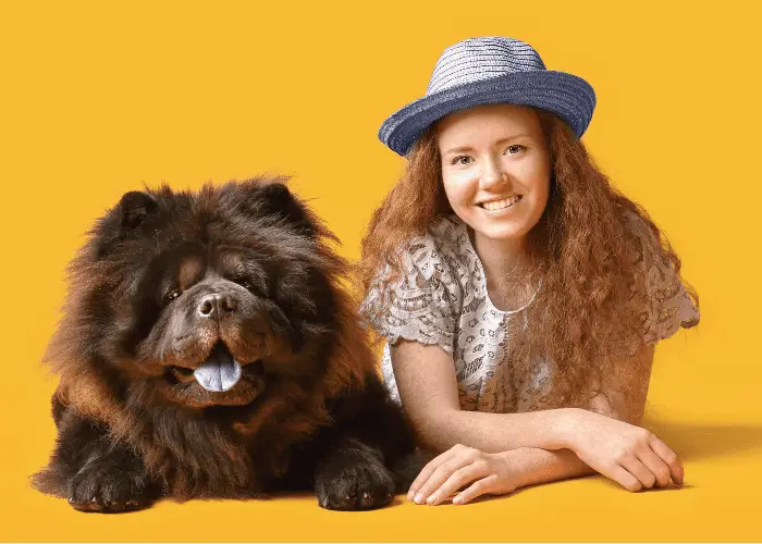 chow chow with a young woman on colored background