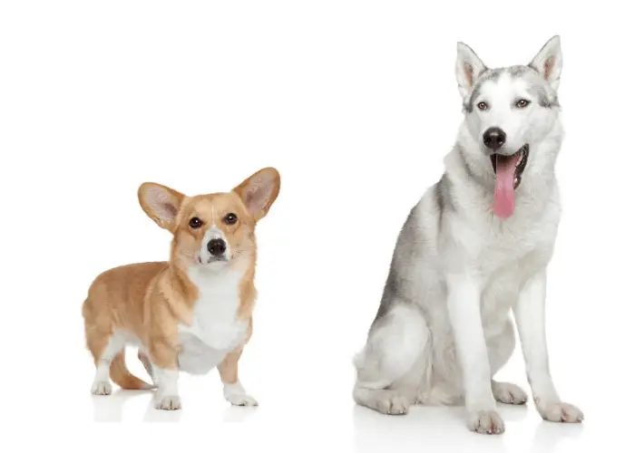 Corgi Husky Mix Ultimate Guide 13 corgi and siberian husky on white background