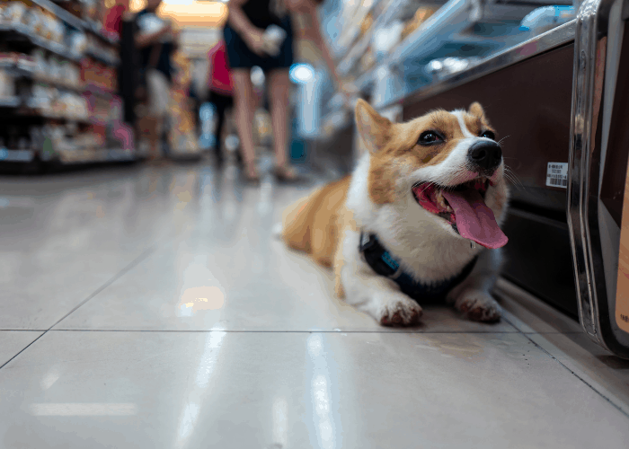 corgi dog in a store 