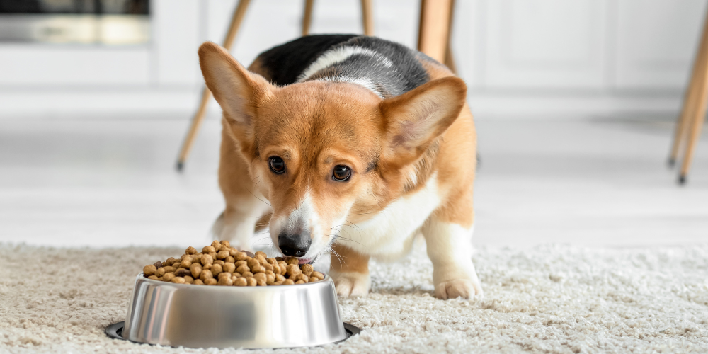 corgi eating its food