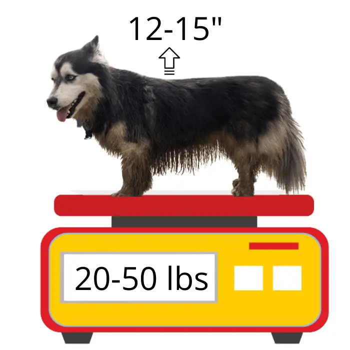 corgi husky mix height and weight