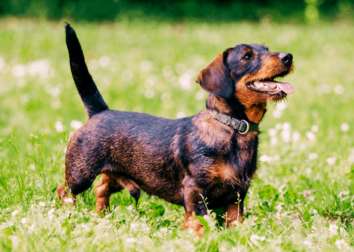 dachsund dog at the park