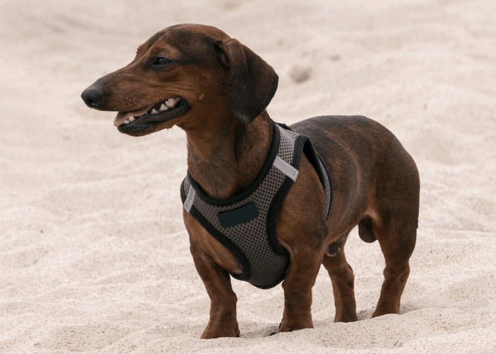 dachsund dog with harness on the beach
