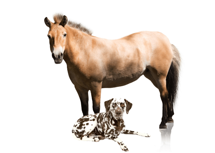 dalmatian and a horse on white background