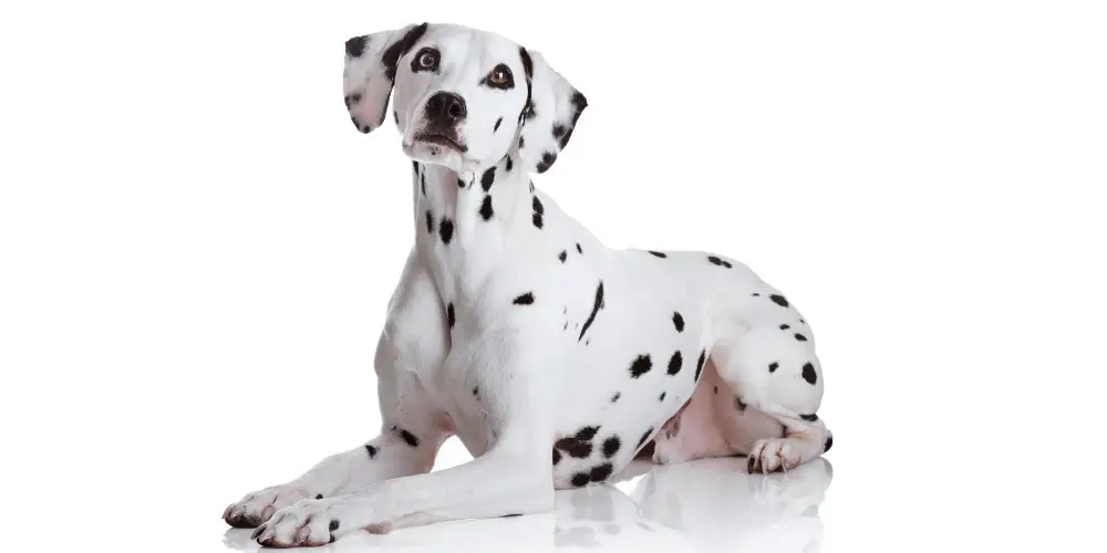 dalmatian dog breed on white background