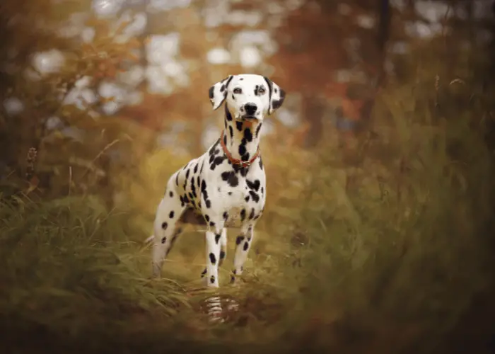 Dalmatian Complete Information 2 dalmatian dog in the bush