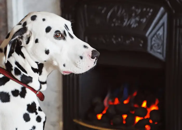 Why Are Dalmatians Fire Dogs? 8 dalmatian near a fireplace