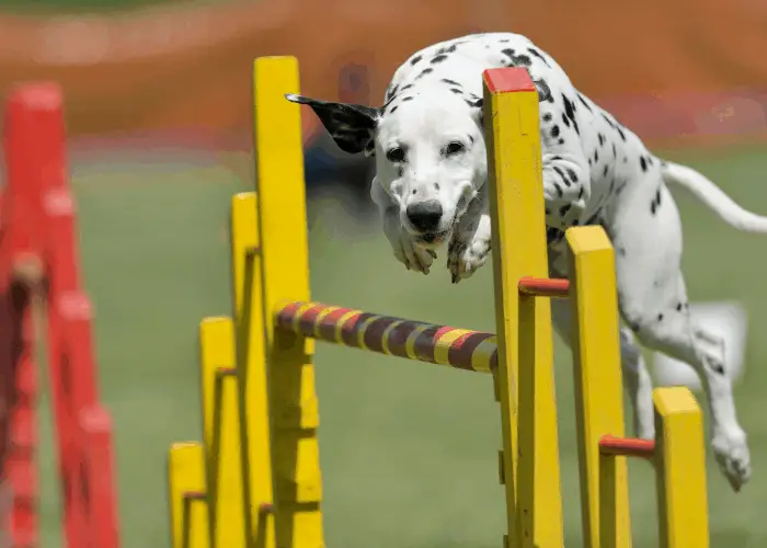 dalmatian on agility training
