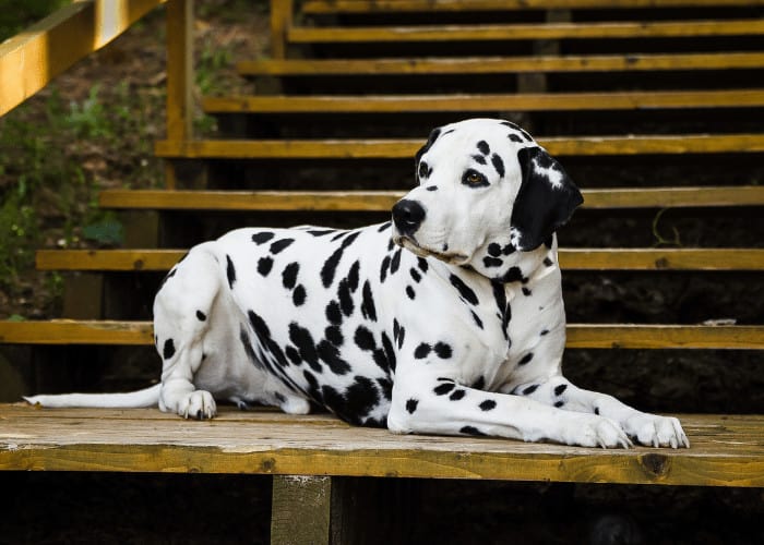 dalmatian resting on the stairs