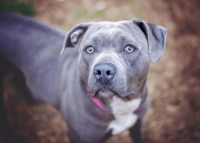 17 Pit Bull Pros And (Cons) That I Learned From My Beloved Pet 20 dark pit bull looking at the camera