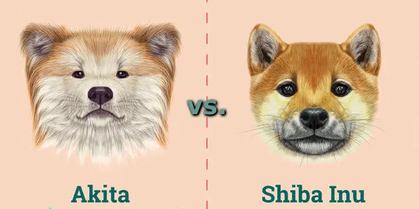 akita vs shiba inu temperament difference