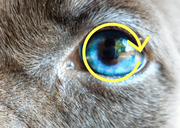 diluted pigment around dog's eyes