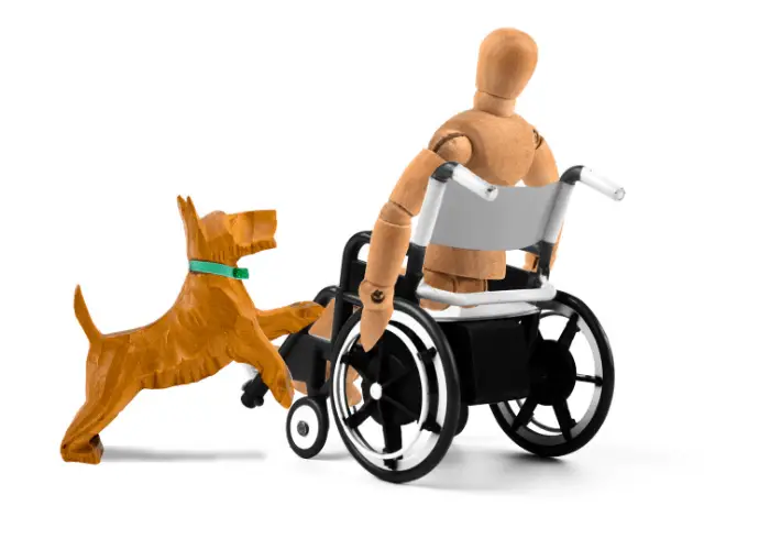 Are Dogs Allowed in Costco? 5 disabled person and a service dog mannequin