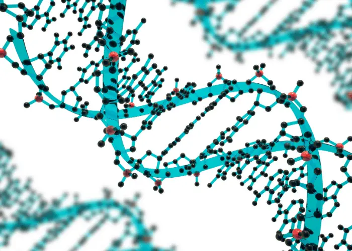 Will My Pit Bull Puppies Eyes Stay Blue Forever? 9 dna strands