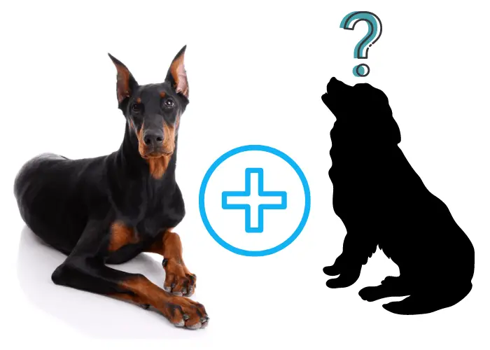 9 Dogs that Look Like Dobermans 11 doberman crossbreeding with other dogs image