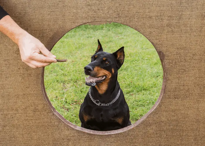 Doberman Pinscher: Best Guard Dog For Your Family 8 doberman pinscher at training